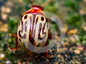 A beautiful calligrapha macroshot