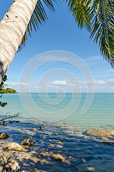 A beautiful and calm beach with turquoise ocean water and a big palm tree in the Caribbean