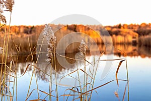 Beautiful calm evening landscape with reed grass in the foreground and blurred background of a quiet lake and autumn forest