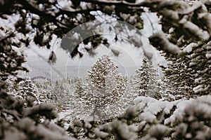 Beautiful Calm and Peaceful Frozen Cold Winter Season Snow in Breckenridge Colorado Landscape Scene of Fir Pine Trees in Outdoor N