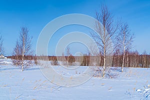 Beautiful calm rural landscape with snow in the field, birches, animal tracks and clear sky