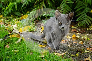 Russian Blue cat walking through a garden with grass, leaves and ferns