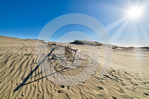 Beautiful calm view of nordic sand dunes and protective fences at Curonian spit, Nida, Klaipeda, Lithuania. Buried wood