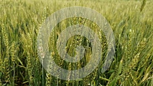 Beautiful , calm, Wheat crop Field with breezing