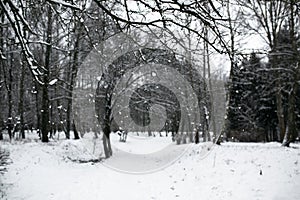 Beautiful calm winter day with outfocus background. Carpathians.