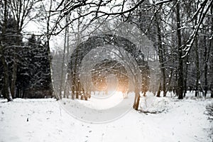 Beautiful calm winter day with outfocus background. Carpathians.