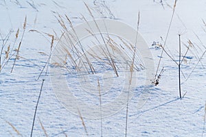 Beautiful calm winter rural landscape with a silhouette of dry grass on the background of a snow field