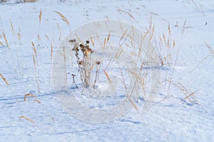 Beautiful calm winter rural landscape with a silhouette of dry grass on the background of a snow field