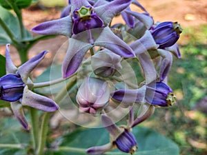 Beautiful calotropis gigantea crown flower arakha flower close up