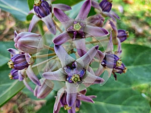 Beautiful calotropis gigantea crown flower arakha flower close up