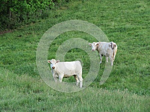 beautiful calves grazing in the meadow quietly happy farm animals photo