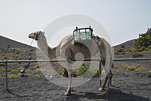 Beautiful Camel At The Entrance In The San Antonio Volcano On The Island Of La Palma In The Canary Islands. Travel, Nature,