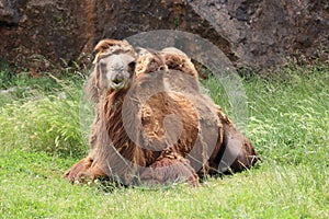 Beautiful camel great animal with special desert hump