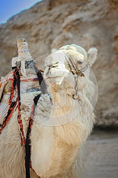 Beautiful camel on nature near the sea egypt background