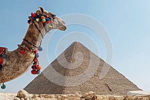 A beautiful camel stands against backdrop of the Great Pyramid of Giza