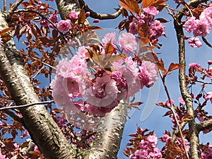 Beautiful camellia flowers on tree with blue sky