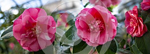 Beautiful camellia - in glasshouse