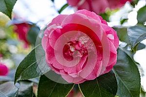 Beautiful camellia - in glasshouse