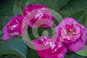 Beautiful Camellias blooming with dark green leaves.