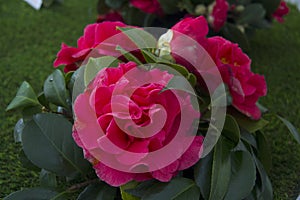 Beautiful Camellias blooming with dark green leaves.