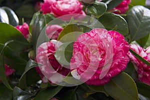 Beautiful Camellias blooming with dark green leaves.