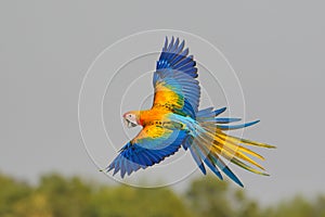 Beautiful of Camelot macaw flying in the forest.