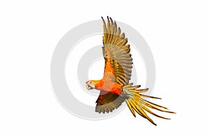 Beautiful of Camelot macaw flying isolated on white background.