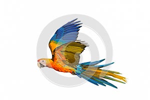 Beautiful of Camelot macaw flying isolated on white background.