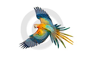 Beautiful of Camelot macaw flying isolated on white background.