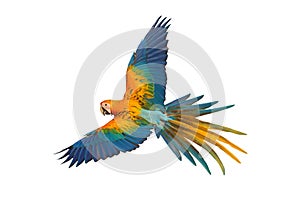 Beautiful of Camelot macaw flying isolated on white background.