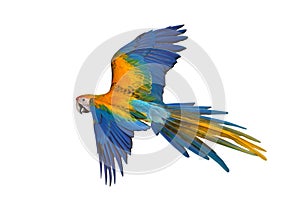 Beautiful of Camelot macaw flying isolated on white background.