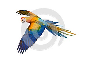 Beautiful of Camelot macaw flying isolated on white background.