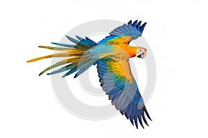 Beautiful of Camelot macaw flying isolated on white background.