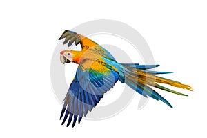 Beautiful of Camelot macaw flying isolated on white background.