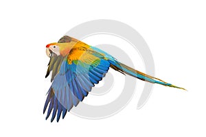 Beautiful of Camelot macaw flying isolated on white background.