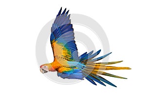 Beautiful of Camelot macaw flying isolated on white background.