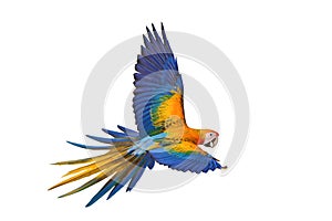 Beautiful of Camelot macaw flying isolated on white background.