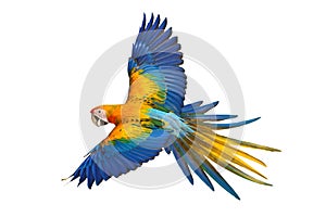 Beautiful of Camelot macaw flying isolated on white background.