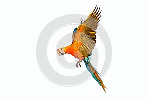 Beautiful of Camelot macaw flying isolated on white background.