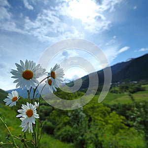 Beautiful camomile in Alps