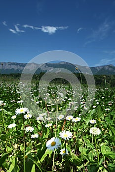 Beautiful camomile in Alps