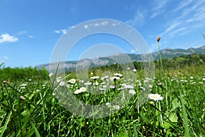 Beautiful camomile in Alps