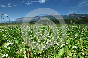 Beautiful camomile in Alps swiss