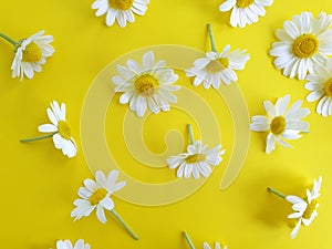 Beautiful camomile on a colored background frame photo