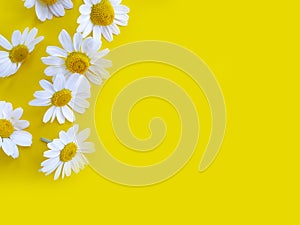 Beautiful camomile on a colored background pattern frame