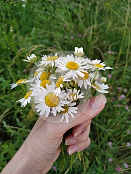 Beautiful camomile in a girl hand on a green blurred background. Chamomile in the girl hand