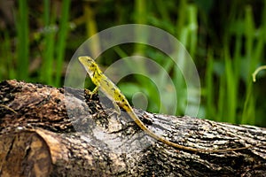 Beautiful camouflaged chameleon in Indonesian