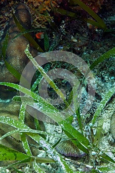 Beautiful camouflaged green ghost pipefish among the sea grass. Underwater photography