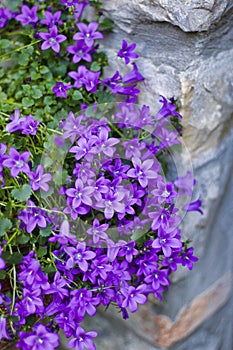 Beautiful campanula medium in bloom near a stone wall