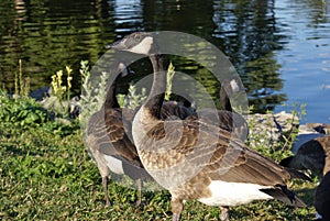 Beautiful Canadian Geese